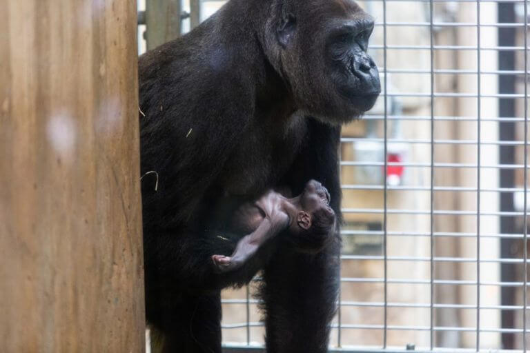 La mamá gorila mima al bebé, mientras que el padre cuida de su familia.