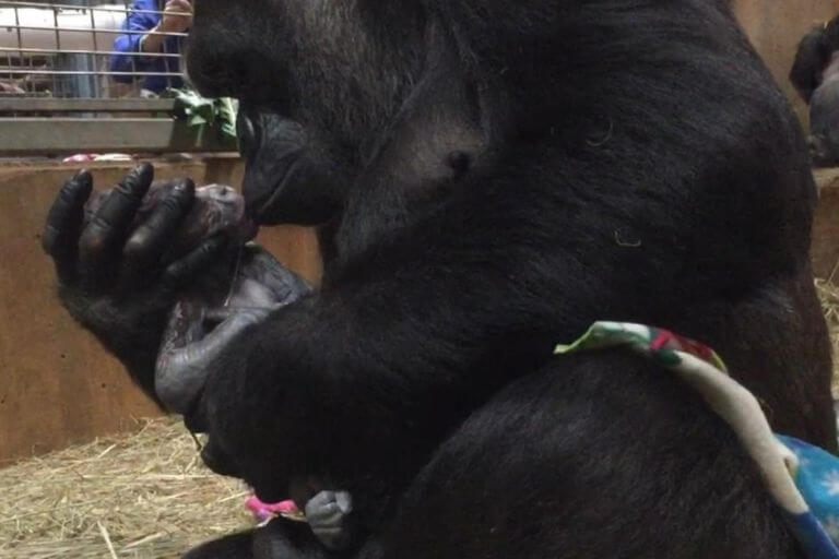 Tierno momento entre mamá gorila y su bebé recién nacido, el amor más puro captado en vídeo 