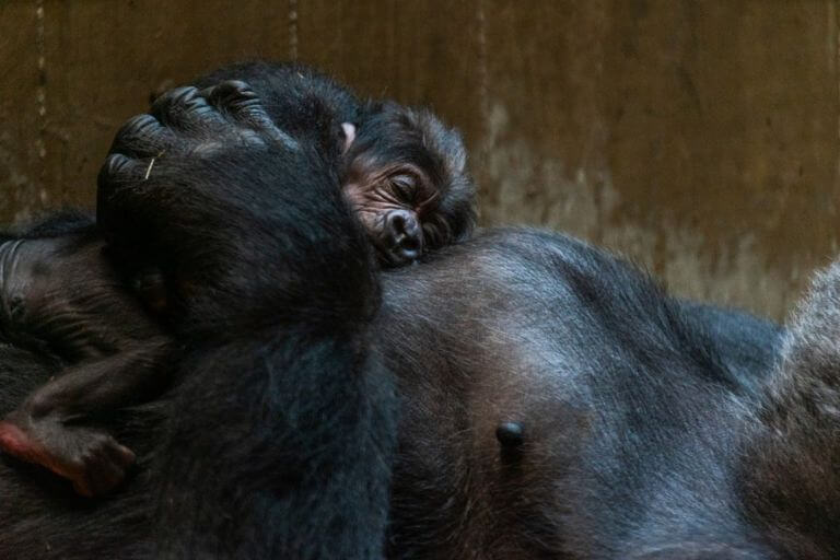 La mamá gorila besa con mucha ternura y amor a su bebé.