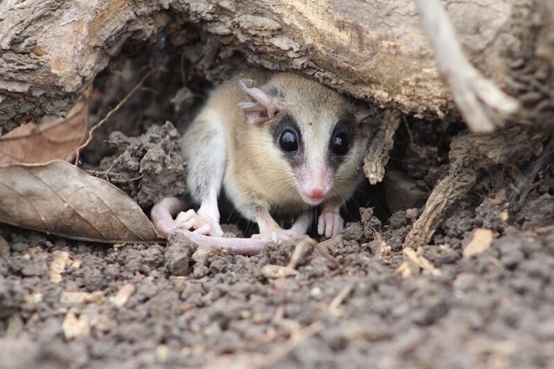 Mouse opossums.