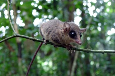 Conoce todo sobre las marmosas