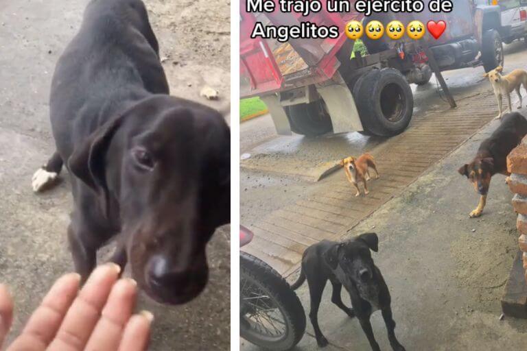 La mujer alimentó al perrito sin hogar y también a los amigos que él le llevó.