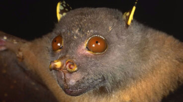 5 curiosidades sobre el murciélago yoda