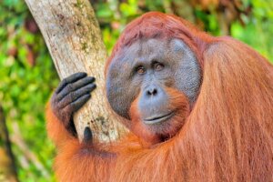 El orangután de Borneo: características, alimentación y reproducción