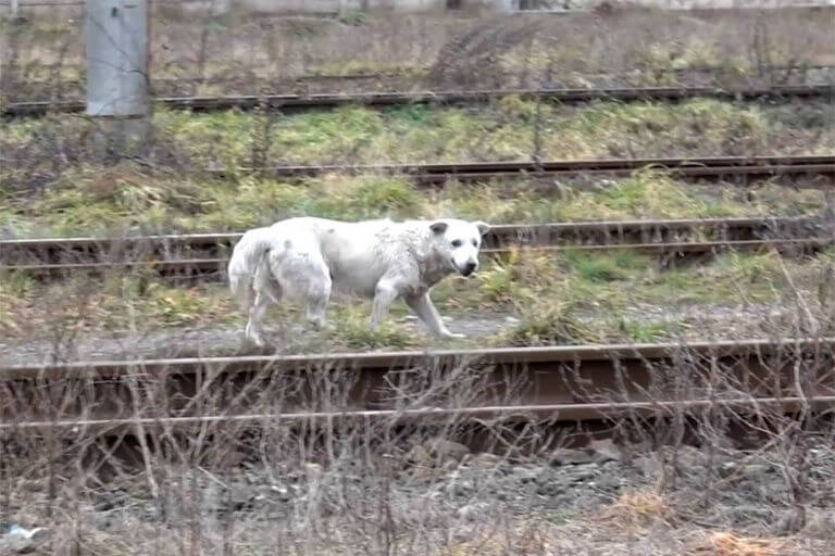 El perrito extraviado caminaba por las vías de un tren, buscaba regresar a casa.