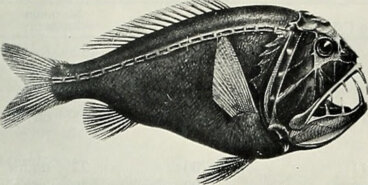 Todo sobre el pez fangtooth