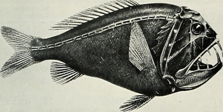 Todo sobre el pez fangtooth