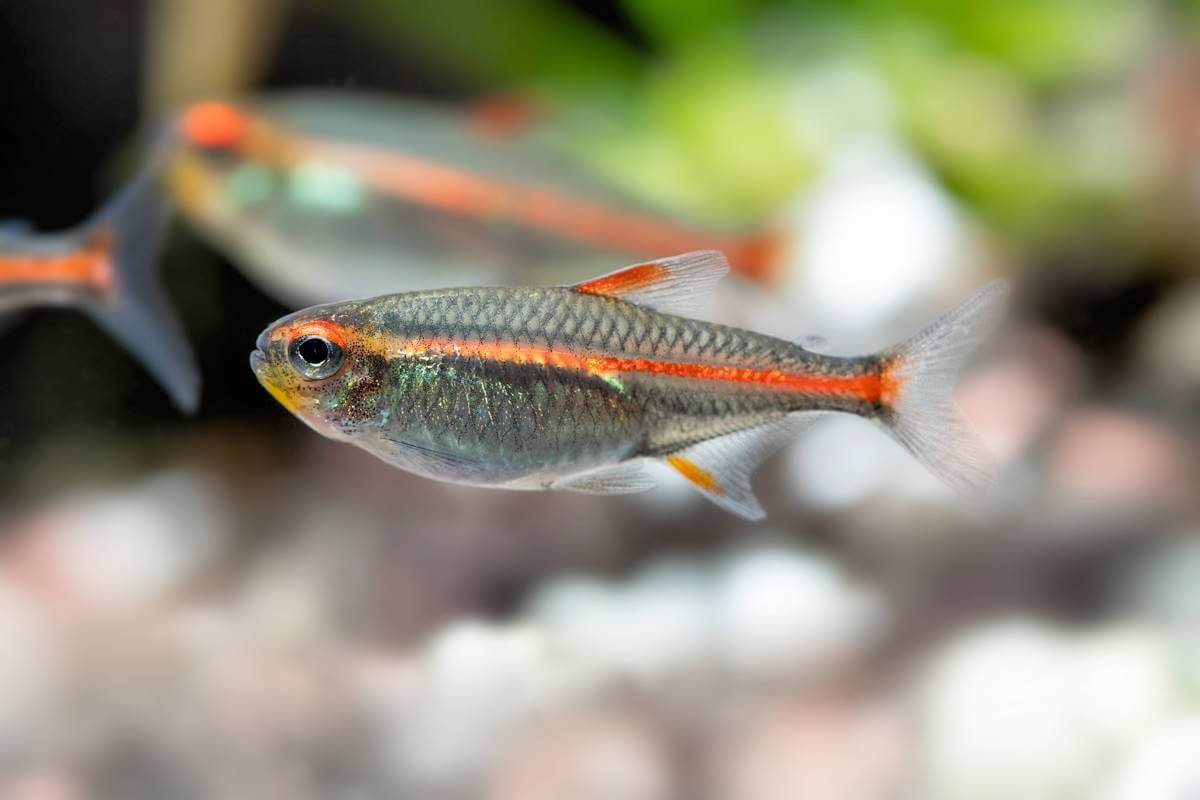 pez tetra
