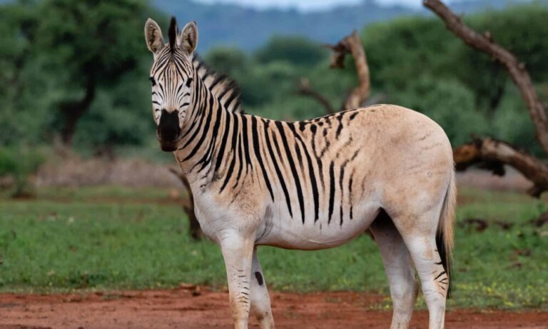 7 curiosidades sobre la quagga