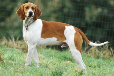 Conoce al sabueso anglo-francés mediano