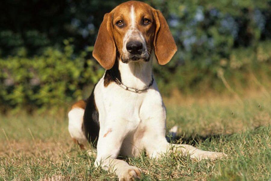 galgo francês anglo