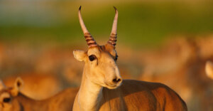 5 datos curiosos sobre el antílope saiga