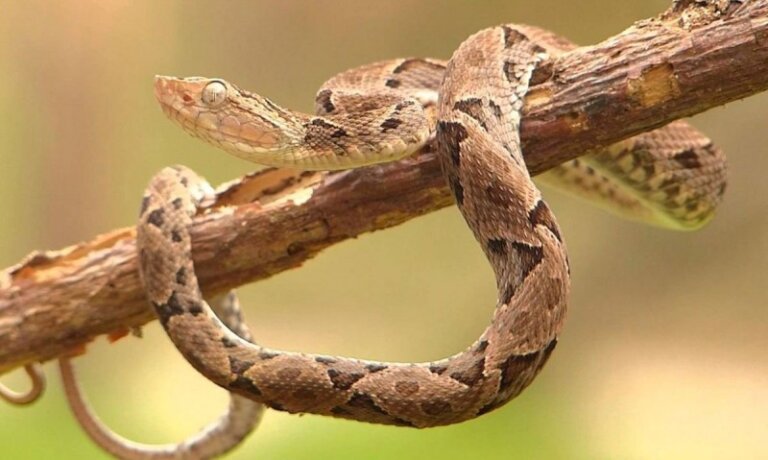 7 aspectos curiosos de la serpiente nauyaca