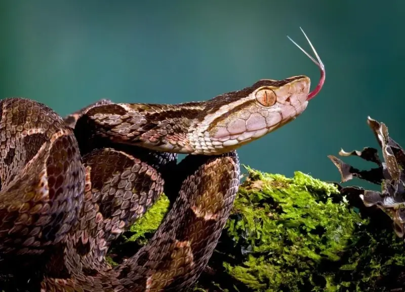 Serpiente nauyaca 