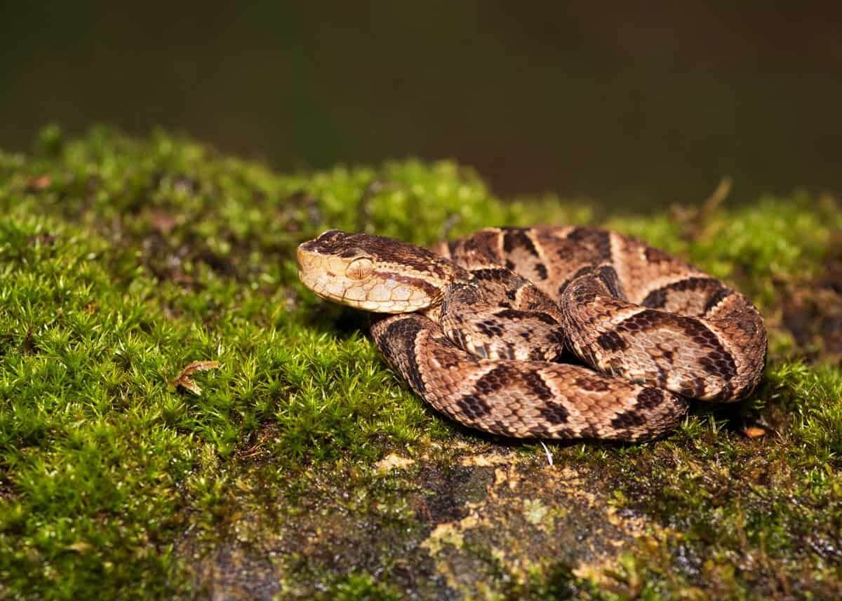 Serpiente nauyaca