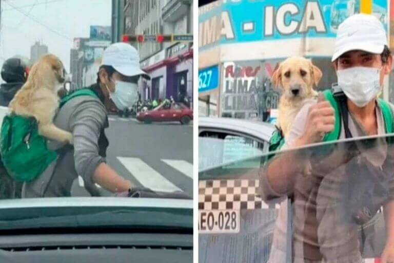 Trabaja junto a su perrito limpiando parabrisas en los semáforos