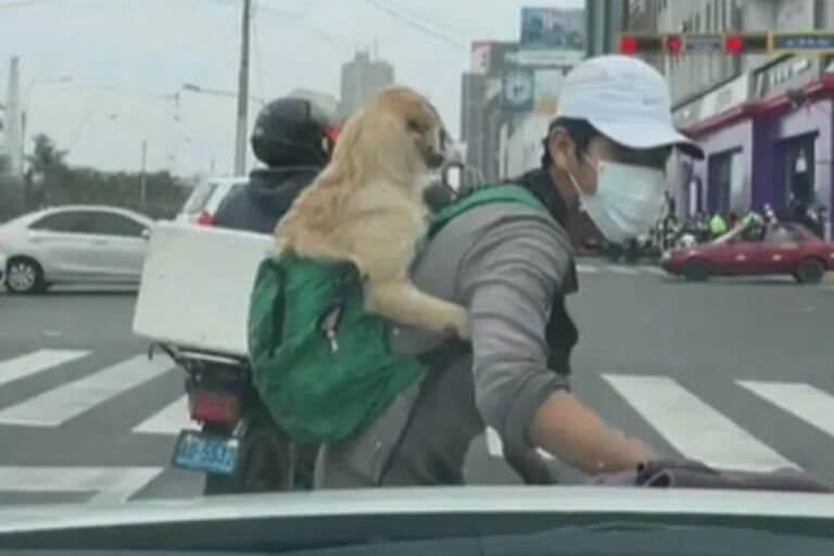 El hombre trabaja junto a su perrito en las calles para no dejarlo solito en la casa.