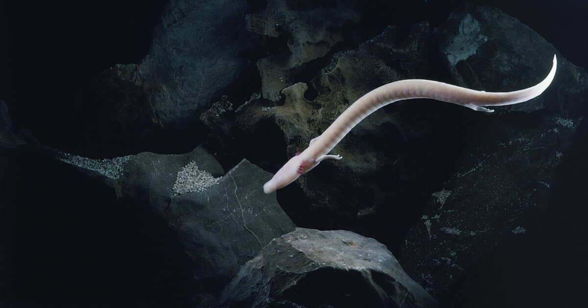 olm