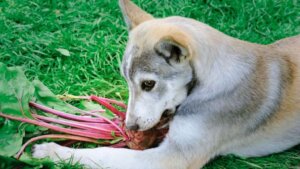 ¿Los perros pueden comer remolacha?