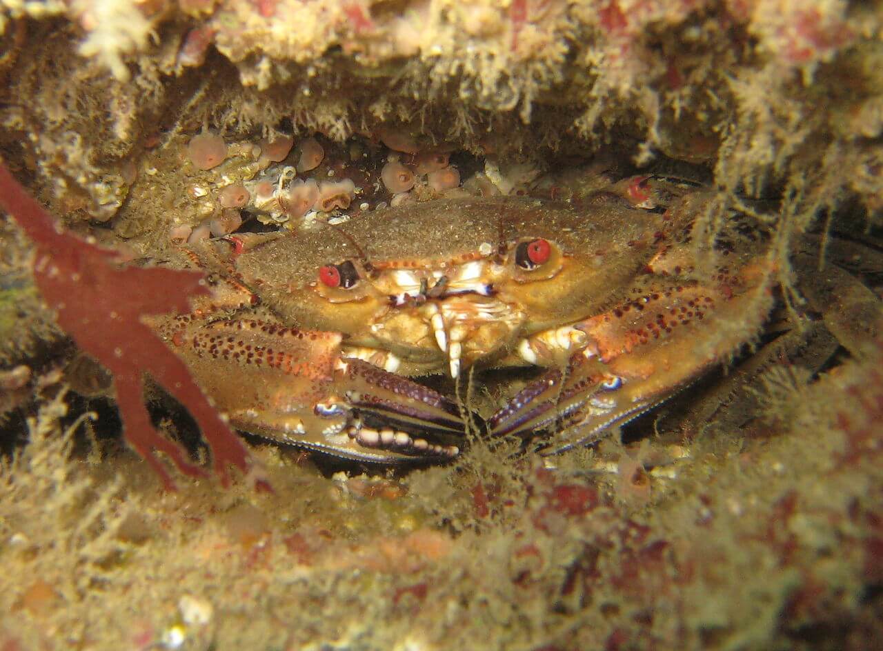 Velvet crabs.