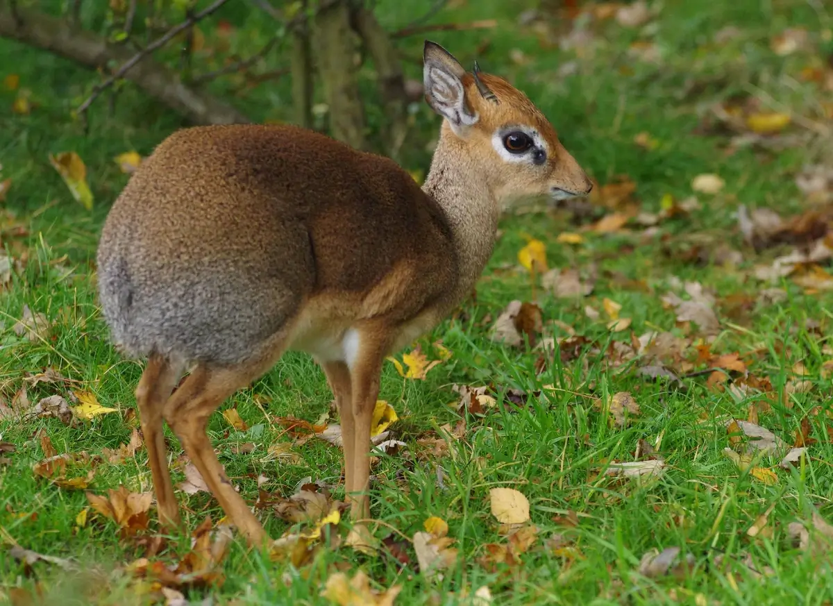 dik dik