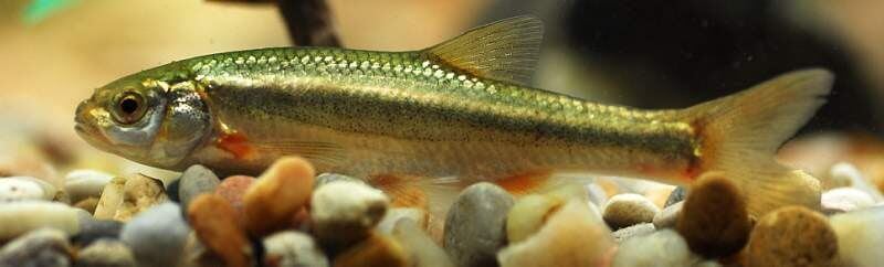 Bermejuela en fondo rocoso