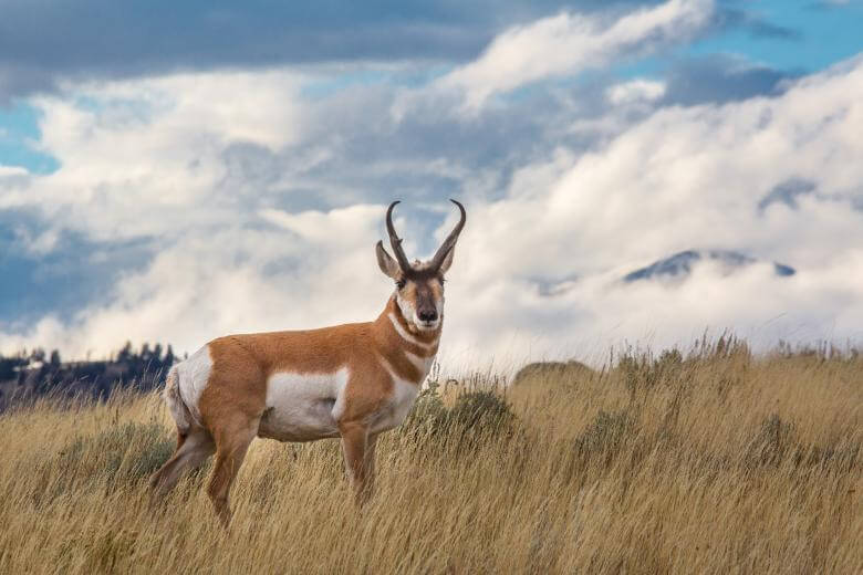 The pronghorn.