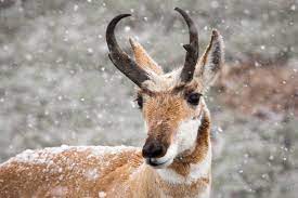 Berrendo en un campo con nieve