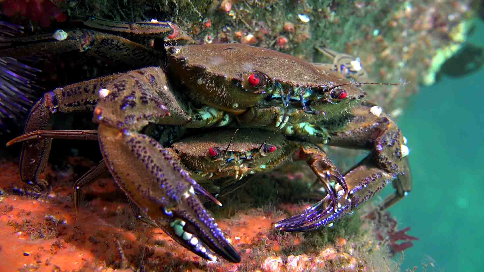 Velvet crabs.