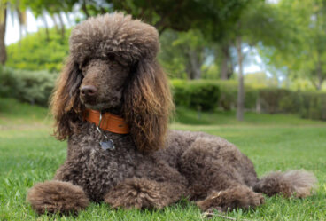 Caniche mediano: características y curiosidades