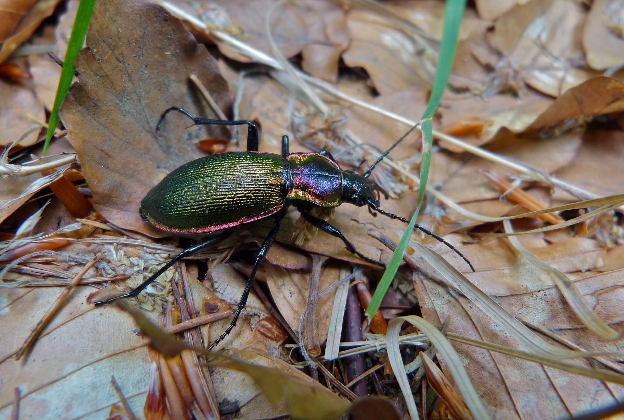 Golden ground beetle.