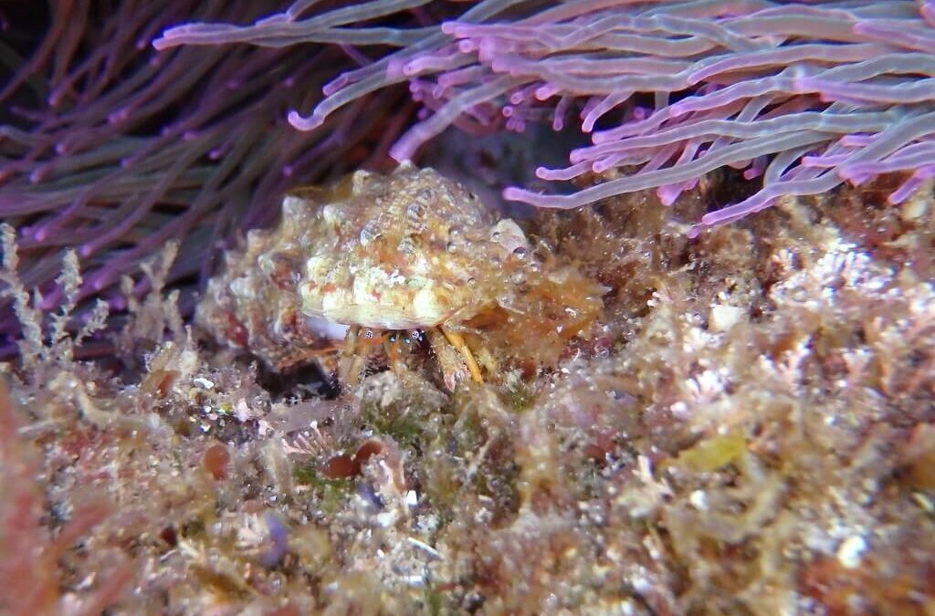 Brujita de arena en sustrato rocoso