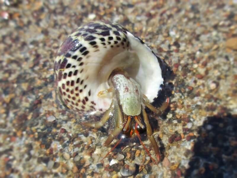 Brujita de arena dentro de su concha