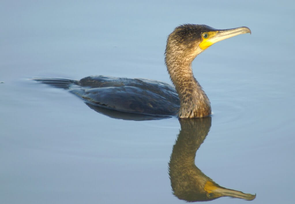 Un cormoran dans l'eau.