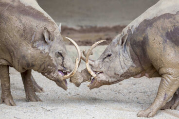 5 curiosidades del babirusa