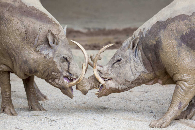 5 curiosidades del babirusa