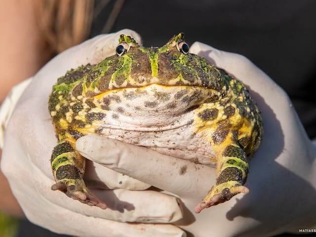 Argentine horned frog.