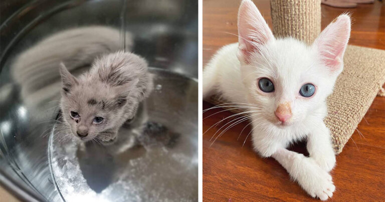 Lazlo, el gatito rescatado de las peores condiciones de abandono que hoy corre feliz