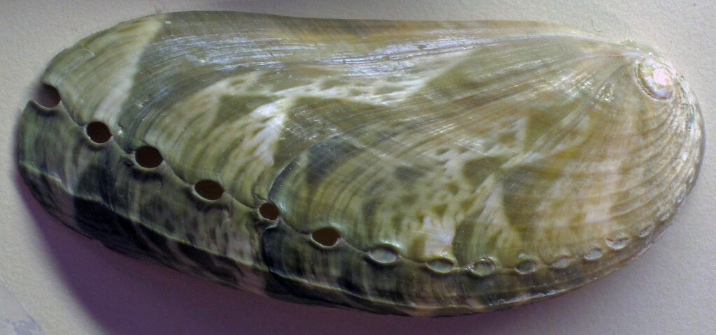 An abalone.