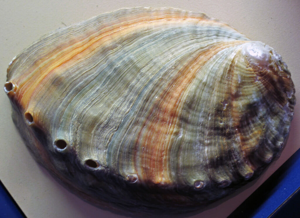 Abalone mollusk.