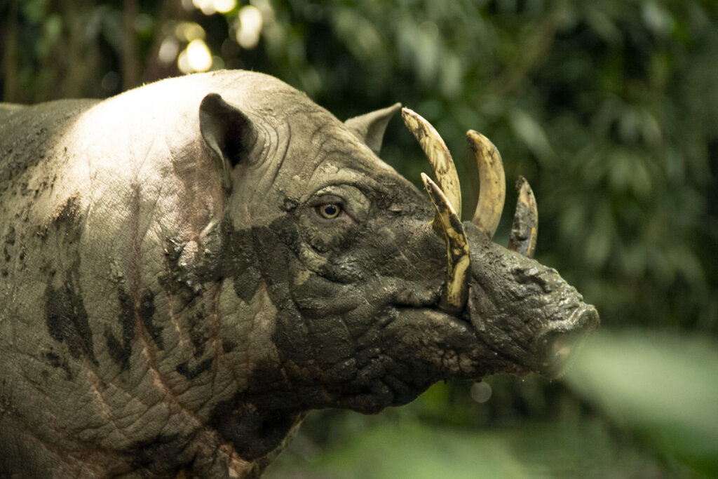 babirusa