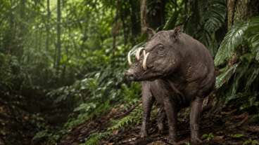5 curiosidades del babirusa
