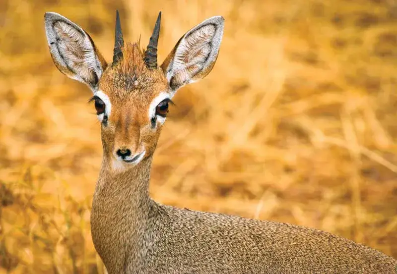 dik dik