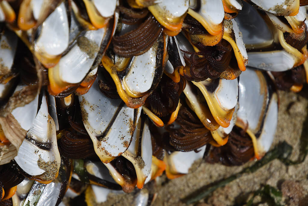 Varias lepas ancladas al sustrato