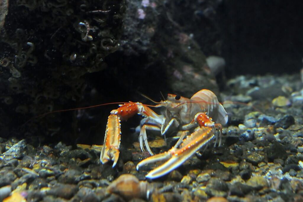 5 Interessante Fakten über den Kaisergranat