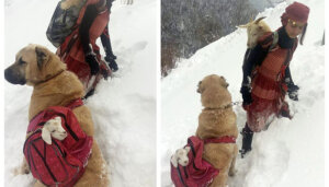 Mamá cabra y su bebé fueron rescatados en medio de la nieve por niña y su valiente perrito