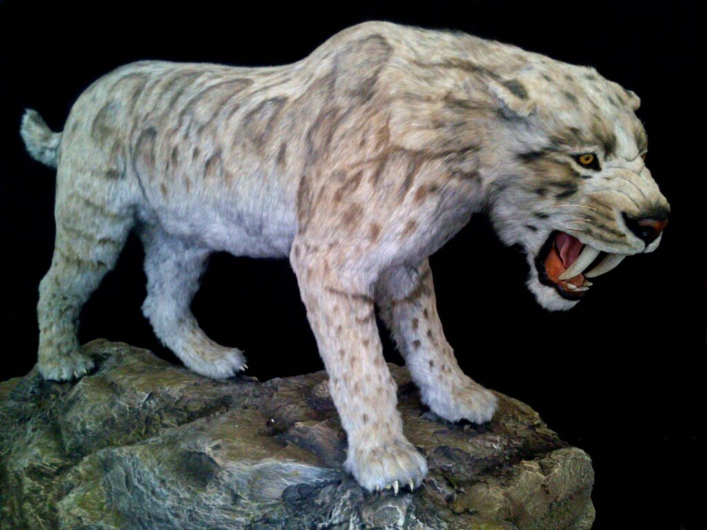 A saber-toothed tiger.