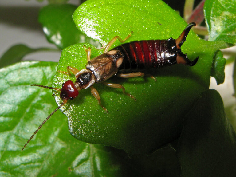 Conoce todo sobre la tijereta, un insecto muy peculiar