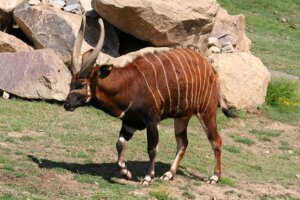 El bongo, un mamífero peculiar