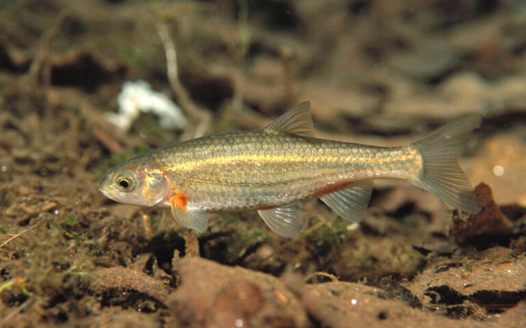 La bermejuela: hábitat, características y reproducción